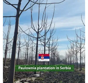 Paulownia plantation in Serbia Paulownia plantation in Serbia