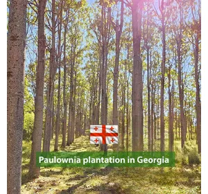Paulownia plantation in Georgia Paulownia plantation in Georgia