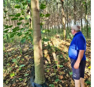 Paulownia plantation in Romania Paulownia plantation in Romania