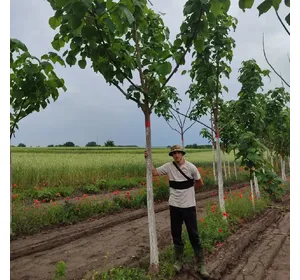 Invest in Paulownia Projekt in France Invest in Paulownia Projekt in France