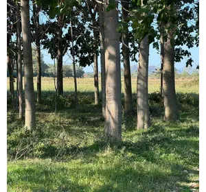 For Sale – Mature Paulownia Tomentosa Trees (8+ Years Old) For Sale – Mature Paulownia Tomentosa Trees (8+ Years Old)