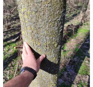 Green Growth Plantation: Invest in 20 Hectares of Paulownia Green Growth Plantation: Invest in 20 Hectares of Paulownia