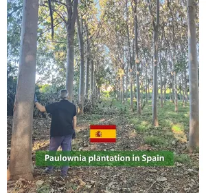 265 paulownias en Espagne 265 paulownias en Espagne