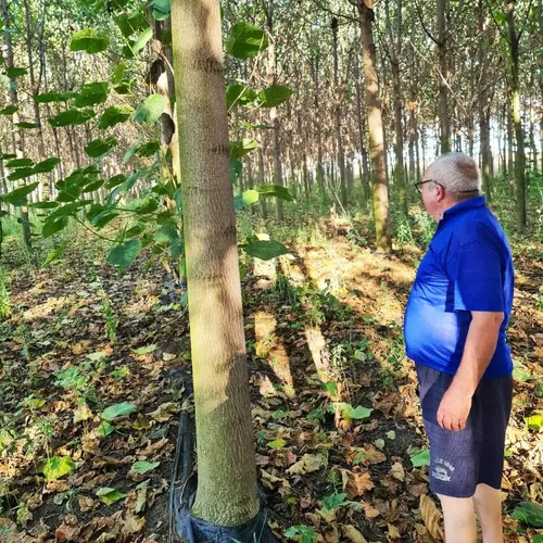 Paulownia plantation in Romania