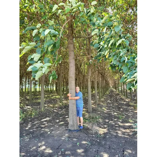 Plantation de paulownia à vendre
