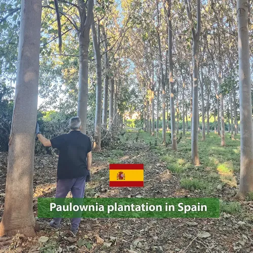 265 paulownias en Espagne